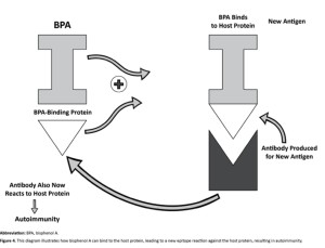 chelation autoimmunity